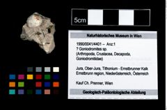Foto (Objekt + Etikett) von ? Goniodromites sp.  (NHMW-GEO-1990-0041-4401)